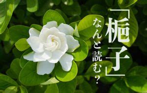 梔子花語|「梔子」はどんな花？ 花言葉は？ 読み方や由来も紹介 